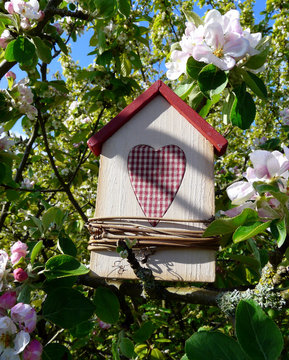 Vogelhaus in einem blühenden Apfelbaum