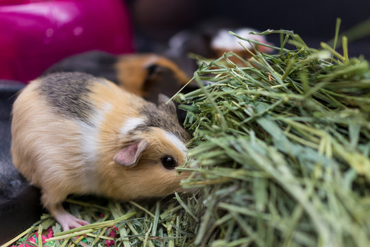 Closeup of calico guinea pigs eating dried grass
