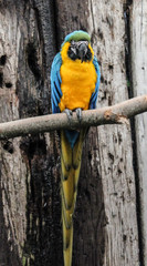 yellow parrot