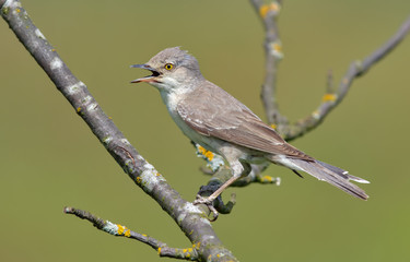 Obraz premium Barred warbler with open beak