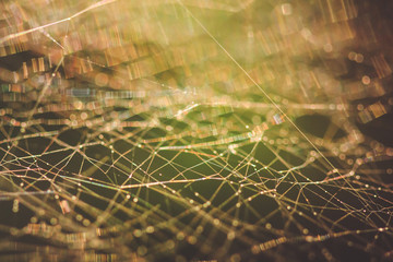 Cobweb macro abstract