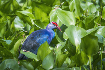 Purple Swamphen in Ban Thale Noi, nature reserve, Thailand