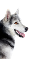 Portrait of a adult Siberian Husky dog