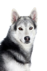 Portrait of a adult Siberian Husky dog