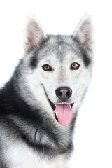 Portrait of a adult Siberian Husky dog