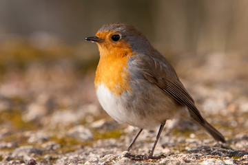Pretty bird With a nice orange red plumage