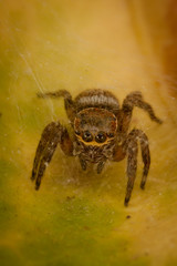 Small brown spyder closeup
