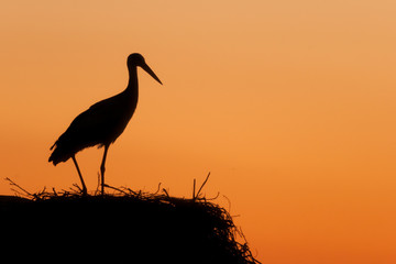 Fototapeta na wymiar Silhouette of a stork in the nest