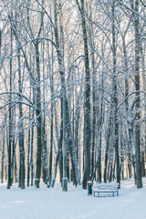 winter morning, many trees covered by snow on winter park.
