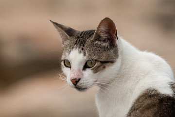 Profile of a white and brown stray cat