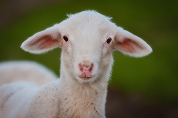 Portrait of a beautiful lamb looking at camera