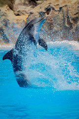 Funny dolphin jumping during a show at a zoo