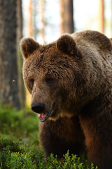 European brown bear portrait. Grizzly portrait.