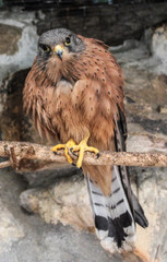 hawk