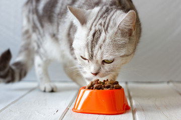 Fototapeta premium Szary kot jedzenie jedzenie z miski pomarańczowy kot.