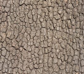 bark tree texture