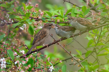 House sparrow mom feeding her babies