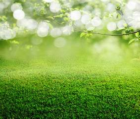 Fototapeta na wymiar spring grass background
