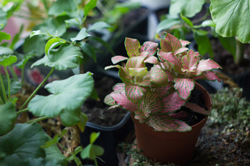 Fittonia home plant in flower pot rounded with home plants.