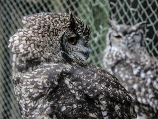 owl in perspective