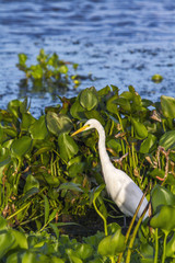 Fototapeta premium Intermediate Egret in Ban Thale Noi, nature reserve, Thailand