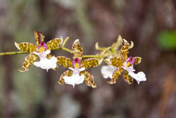 tropical orchid in Guatemala