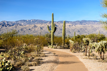 Saguaros