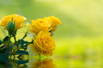Naklejka premium fresh yellow roses in green sunny garden