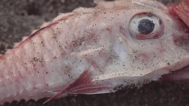 Dead fishes on the shore art composition. 4k