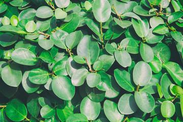 green leaf background or green Leaves