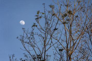 Rubber Tree Background moon