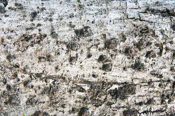 Fototapeta premium Old Wood Tree Texture Background Pattern
