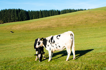 Kühe auf der Weide