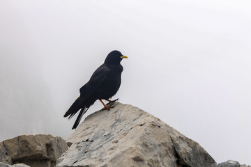 mountain crow bird in the bavarian alps near germany highest point Zugspitze wildlife black and white