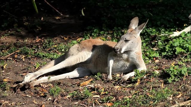 kangaroo close up in a wildlife park
