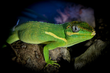 Ritteranolis auf einem Baumstamm