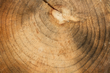 Naklejka premium Textura de madera de árbol 