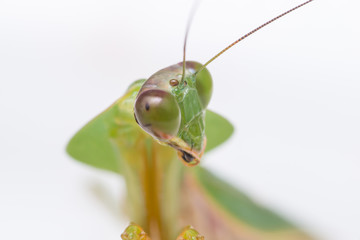 Giant Malaysian shield praying mantis (Rhombodera Basalis) resting on a white polisterine plate