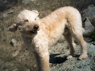 "labradoodle Facing the Wind"