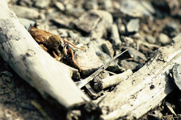 Mosquito in the ground