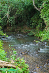 Naklejka na ściany i meble Flowing stream in forest