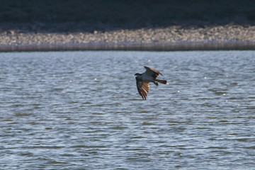 Osprey fishing in natural reserve named 