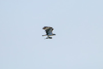 Osprey fishing in natural reserve named 