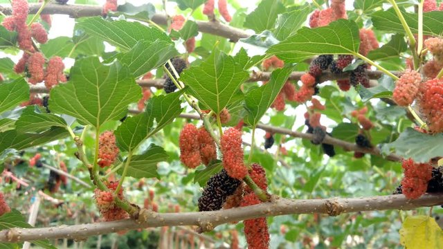 ripe mulberry unpick on tree at plant