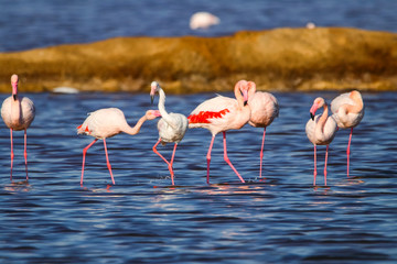 Sweet landscape of flamingos in sunset in natural reserve named 