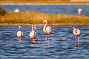 Sweet landscape of flamingos in sunset in natural reserve named 