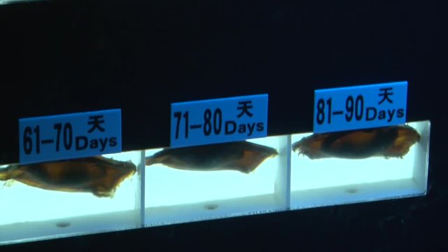  Shark Babies in their Eggs In Aquarium, close up shot