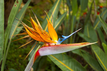 Bird of Paradise Flower or Strelitzia in Guatemala