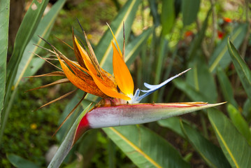 Bird of Paradise Flower or Strelitzia in Guatemala
