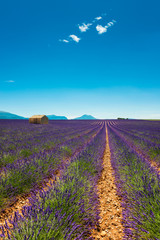 Fototapeta na wymiar Barn in Lavender Field in Southern France